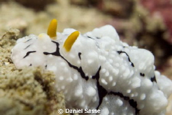 Phyllidia-Elegans a close up of the rhinophores of a wart... by Daniel Sasse 